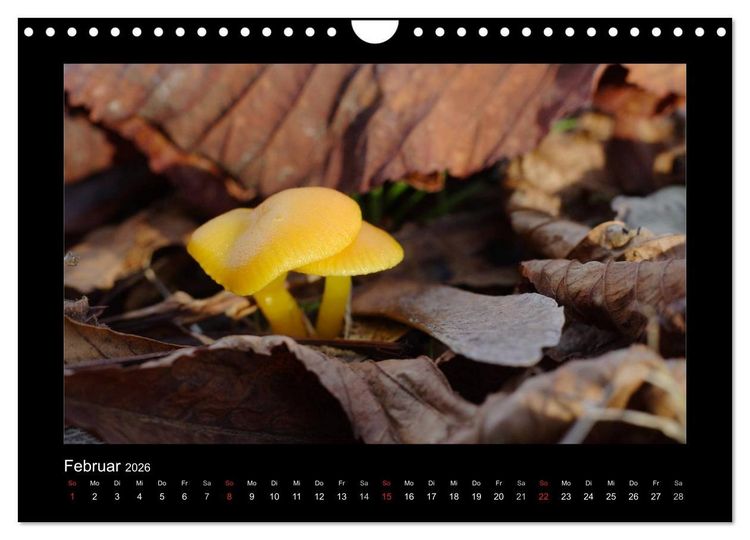 Produktbild: Pilze (Wandkalender 2026 DIN A4 quer), CALVENDO Monatskalender