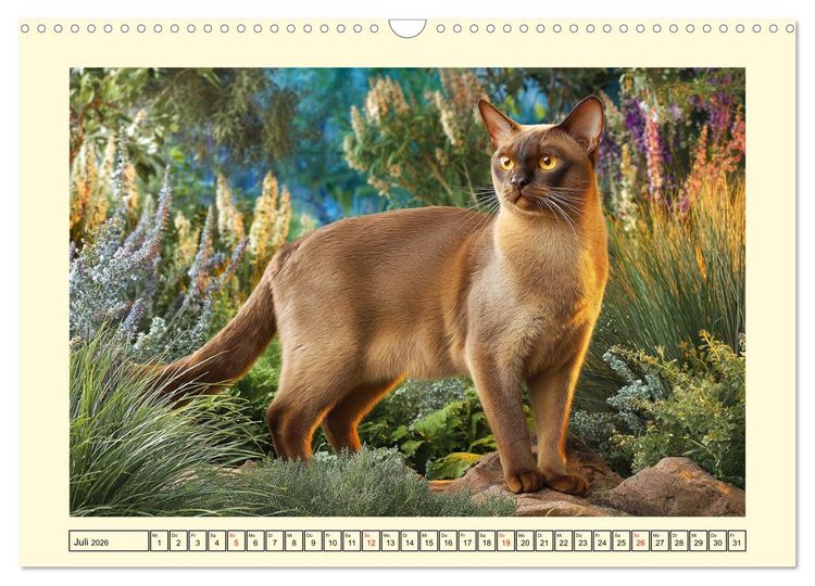 Produktbild: Burma-Katzen. Ausstrahlung und Anmut der faszinierenden Samtpfoten (Wandkalender 2026 DIN A3 quer), CALVENDO Monatskalender
