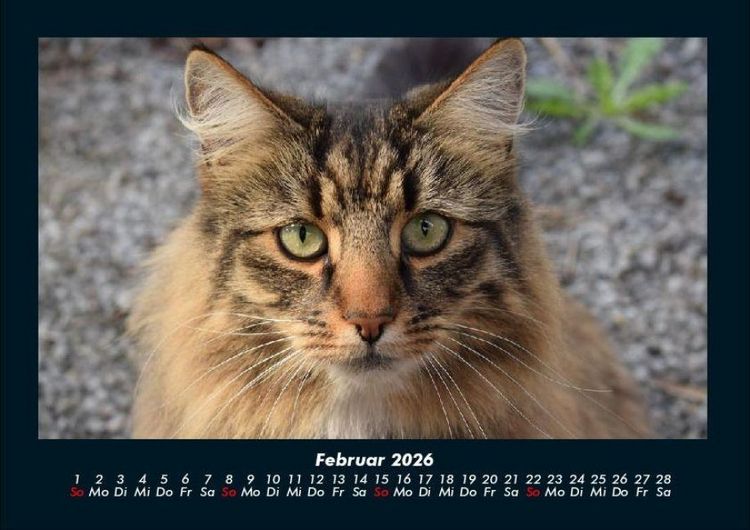 Produktbild: F&uuml;r Katzenfreunde 2026 Fotokalender DIN A4