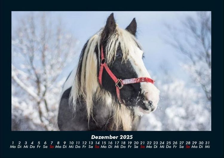 Produktbild: Pferde Kalender 2025 Fotokalender DIN A4