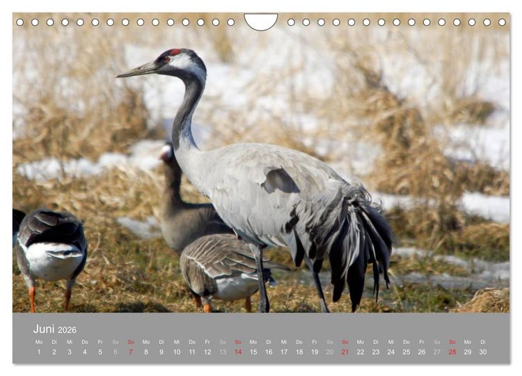 Produktbild: Kraniche in Vorpommern (Wandkalender 2026 DIN A4 quer), CALVENDO Monatskalender