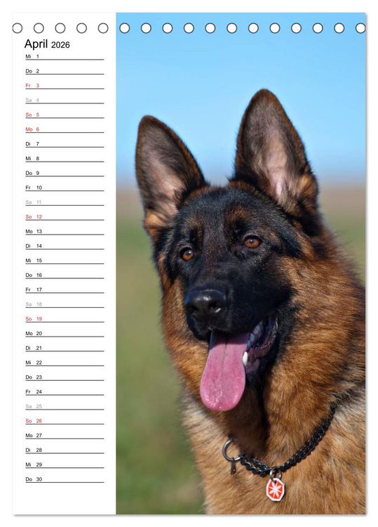 Produktbild: Deutscher Sch&auml;ferhund - unser bester Freund (Tischkalender 2026 DIN A5 hoch), CALVENDO Monatskalender
