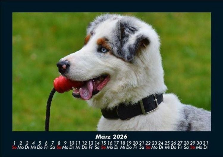 Produktbild: Der Hundekalender 2026 Fotokalender DIN A5
