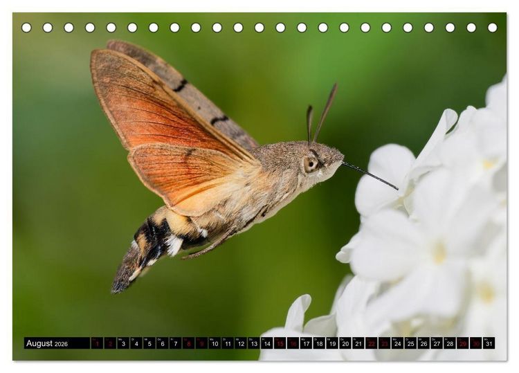 Produktbild: Wildtiere des Paderborner Landes (Tischkalender 2026 DIN A5 quer), CALVENDO Monatskalender