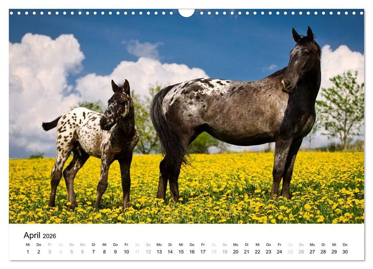 Produktbild: Pferde - Magdalena Strakova (Wandkalender 2026 DIN A3 quer), CALVENDO Monatskalender