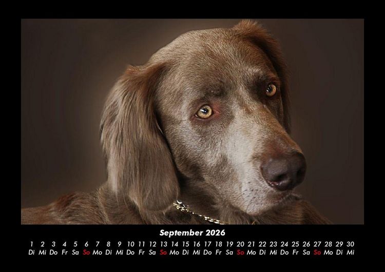 Produktbild: Hunde 2026 Fotokalender DIN A3
