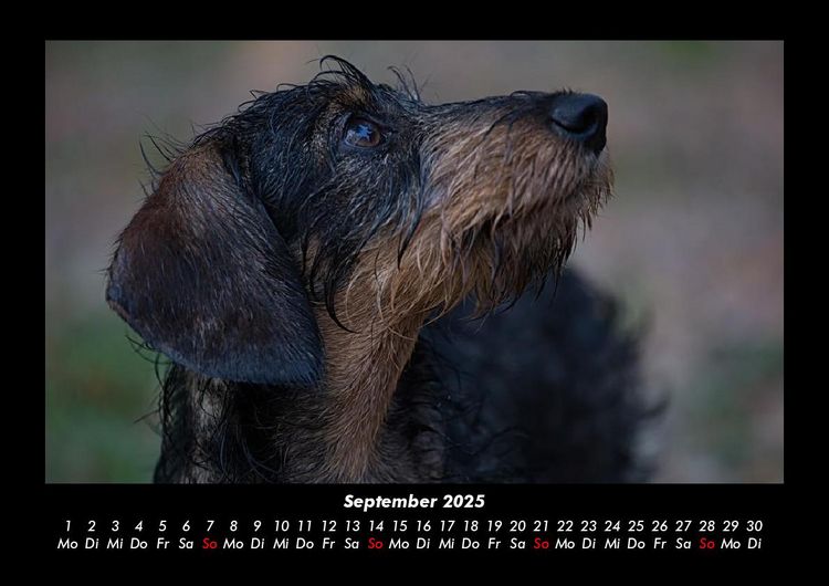 Produktbild: Haustierkalender 2025 Fotokalender DIN A3