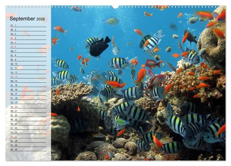 Produktbild: Paradiese im ewigen Blau. Die bunte Unterwasserwelt (Wandkalender 2026 DIN A2 quer), CALVENDO Monatskalender