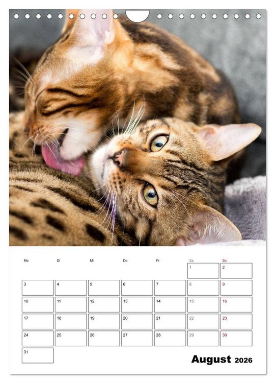Produktbild: Bengalen - verschmust und abenteuerlustig (Wandkalender 2026 DIN A4 hoch), CALVENDO Monatskalender
