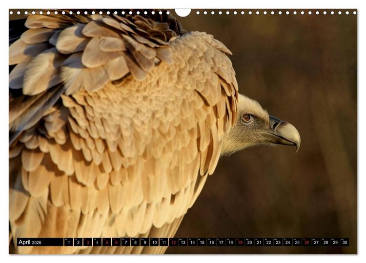 Produktbild: Adler und Greife - K&ouml;nige des Himmels (Wandkalender 2026 DIN A3 quer), CALVENDO Monatskalender