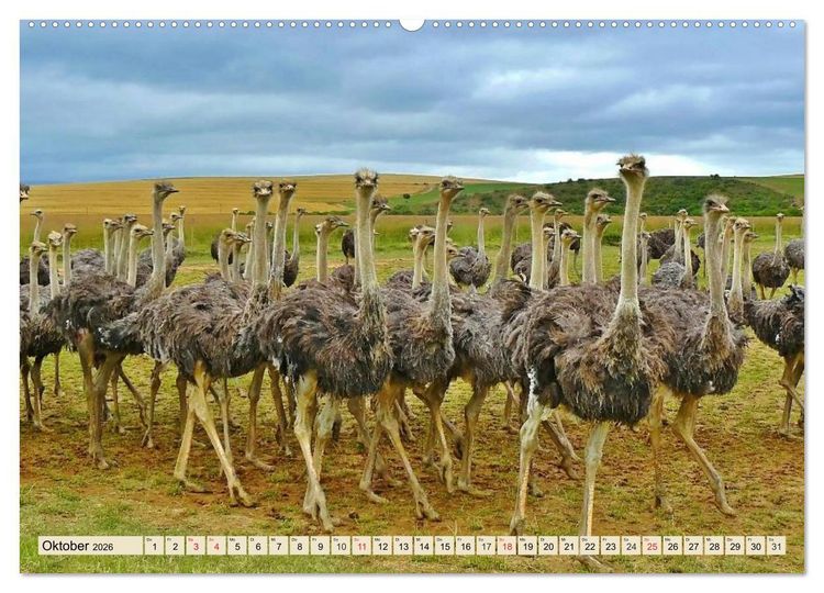 Produktbild: Strau&szlig;e. Afrikas sch&ouml;ne Laufv&ouml;gel (hochwertiger Premium Wandkalender 2026 DIN A2 quer), Kunstdruck in Hochglanz