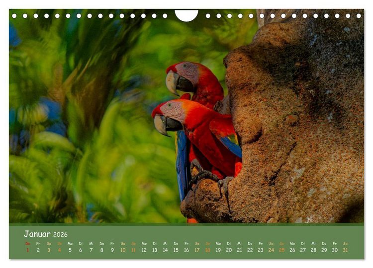 Produktbild: Hellrote Aras (Wandkalender 2026 DIN A4 quer), CALVENDO Monatskalender