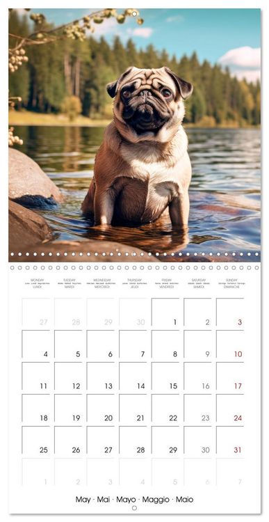 Produktbild: PUGS Cute and cuddly doggies (Wall Calendar 2026 12 &times; 12 Inch) CALVENDO 12 Month Wall Calendar