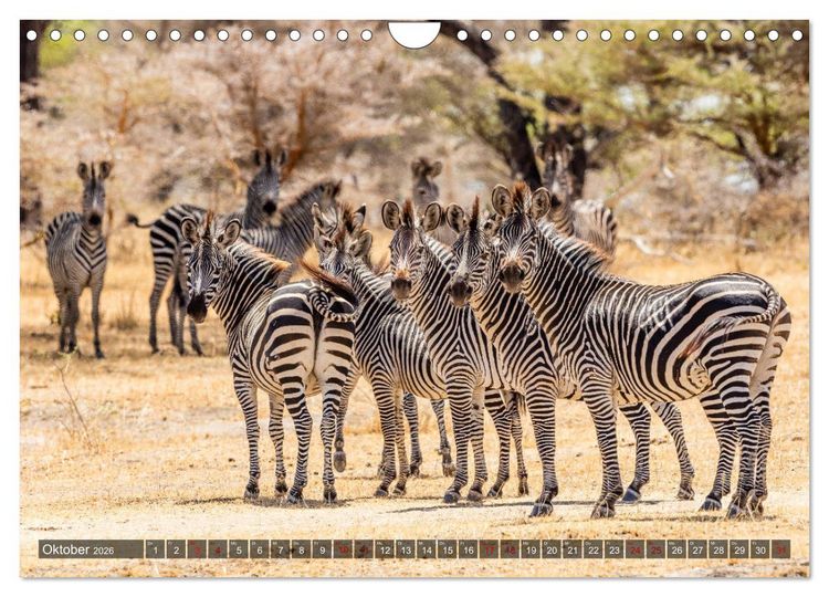 Produktbild: Safari in Tansania (Wandkalender 2026 DIN A4 quer), CALVENDO Monatskalender