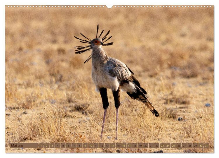 Produktbild: Wildlife Namibia - Etosha und Kalahari (hochwertiger Premium Wandkalender 2026 DIN A2 quer), Kunstdruck in Hochglanz