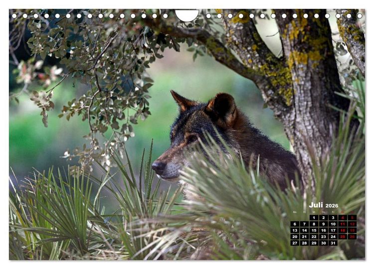 Produktbild: Willkommen Wolf (Wandkalender 2026 DIN A4 quer), CALVENDO Monatskalender