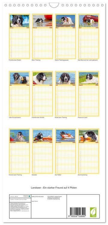 Produktbild: Familienplaner 2026 - Landseer - Ein starker Freund auf 4 Pfoten mit 5 Spalten (Wandkalender, 21 x 45 cm) CALVENDO