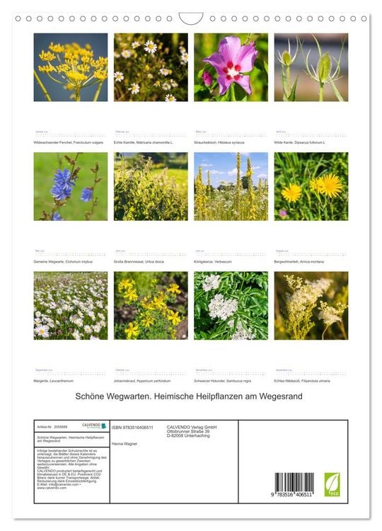 Produktbild: Sch&ouml;ne Wegwarten. Heimische Heilpflanzen am Wegesrand (Wandkalender 2026 DIN A3 hoch), CALVENDO Monatskalender