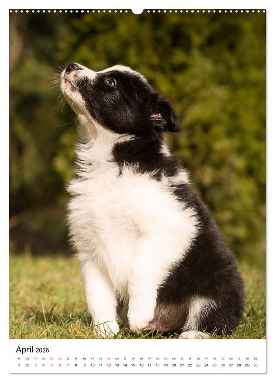 Produktbild: Border Collie Zuckerschnuten (hochwertiger Premium Wandkalender 2026 DIN A2 hoch), Kunstdruck in Hochglanz