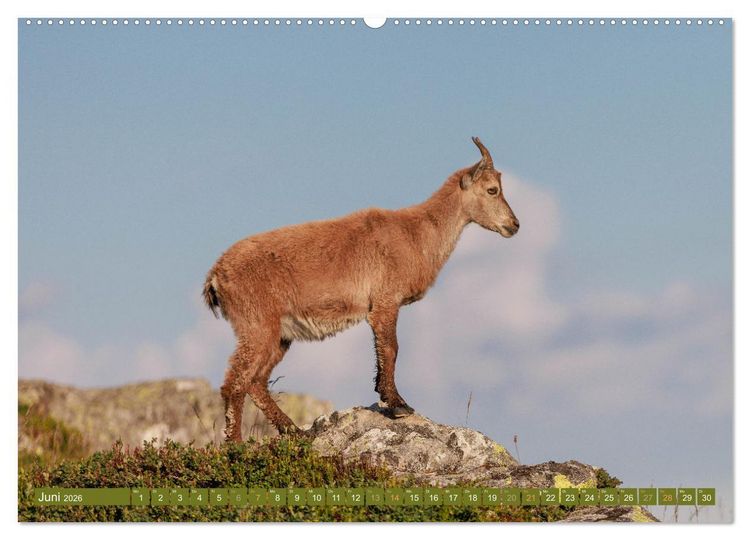 Produktbild: Steinb&ouml;cke am Niederhorn (Wandkalender 2026 DIN A2 quer), CALVENDO Monatskalender