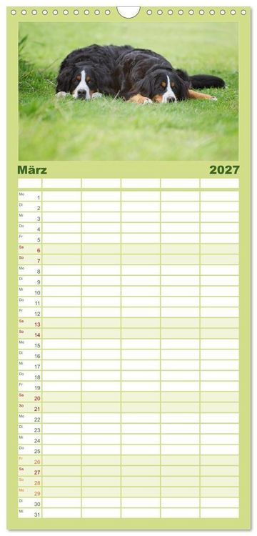 Produktbild: Familienplaner 2027 - Berner Sennenhunde mit 5 Spalten (Wandkalender, 21 x 45 cm) CALVENDO