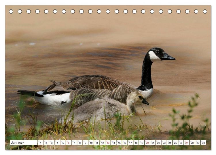 Produktbild: Tierwelt in den Canadian Rockies (Tischkalender 2027 DIN A5 quer), CALVENDO Monatskalender