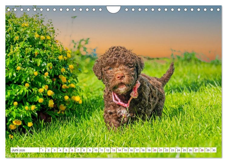 Produktbild: Lagotto Romagnolo Welpen - Sieben kleine Weltentdecker auf gro&szlig;er Fahrt (Wandkalender 2026 DIN A4 quer), CALVENDO Monatskalender
