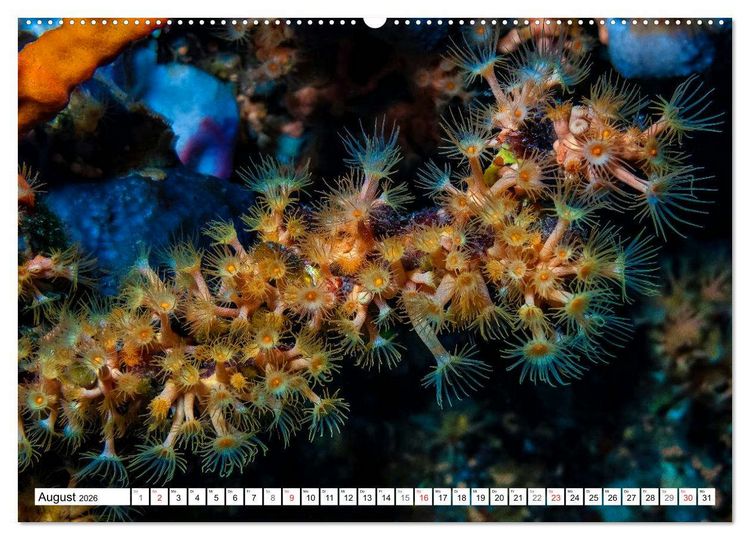 Produktbild: Tauchen im Mittelmeer (hochwertiger Premium Wandkalender 2026 DIN A2 quer), Kunstdruck in Hochglanz
