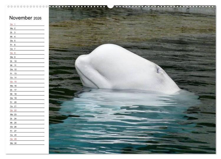 Produktbild: Wale. Kolosse der Meere (Wandkalender 2026 DIN A2 quer), CALVENDO Monatskalender