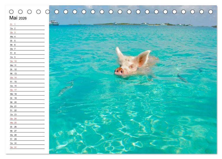 Produktbild: Schwimmende Schweine (Tischkalender 2026 DIN A5 quer), CALVENDO Monatskalender