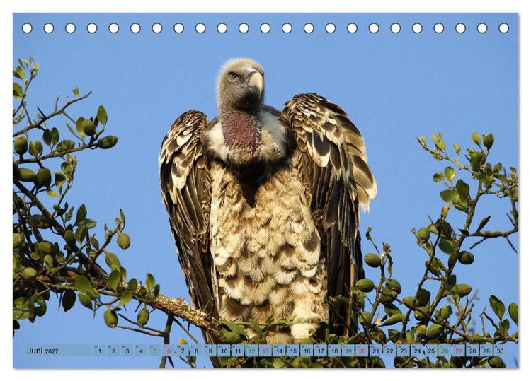 Produktbild: Wildtierparadies Afrika - Eine Foto-Reise durch die Savannen (Tischkalender 2027 DIN A5 quer), CALVENDO Monatskalender