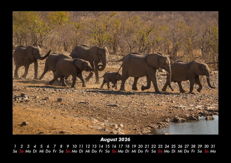 Produktbild: Der Elefantenkalender 2026 Fotokalender DIN A3