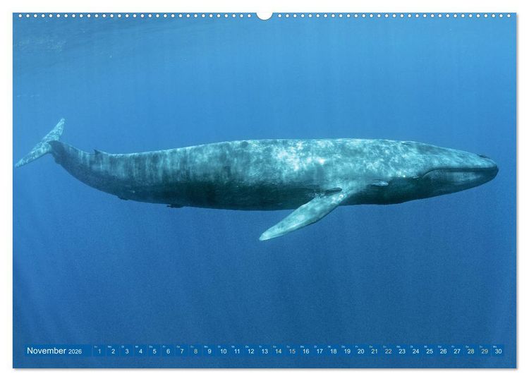 Produktbild: Wale: Giganten der Meere (hochwertiger Premium Wandkalender 2026 DIN A2 quer), Kunstdruck in Hochglanz
