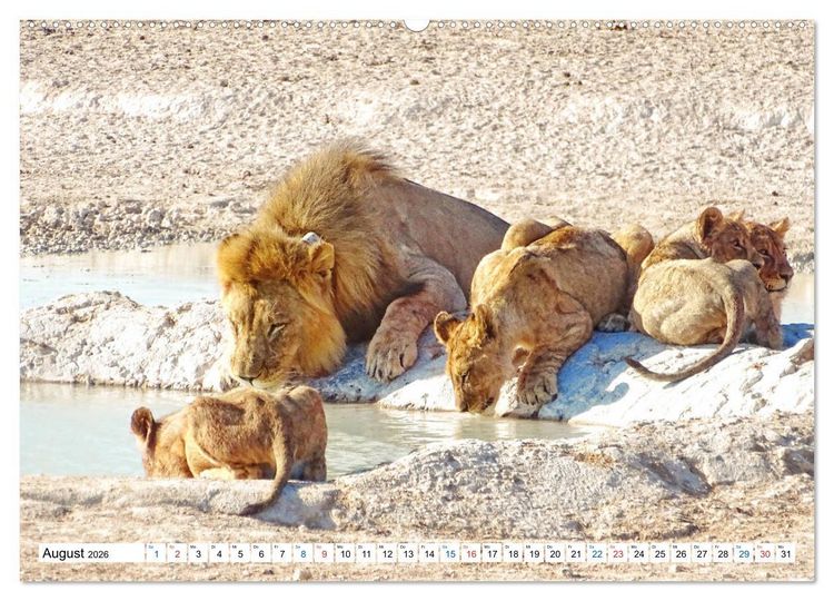 Produktbild: Namibia, Faszination W&uuml;ste und Tierwelt (hochwertiger Premium Wandkalender 2026 DIN A2 quer), Kunstdruck in Hochglanz
