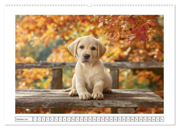 Produktbild: Labrador Liebe (Wandkalender 2027 DIN A2 quer), CALVENDO Monatskalender