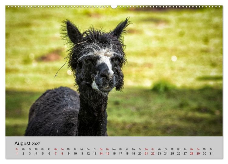 Produktbild: Unter Lamas und Alpakas (hochwertiger Premium Wandkalender 2027 DIN A2 quer), Kunstdruck in Hochglanz