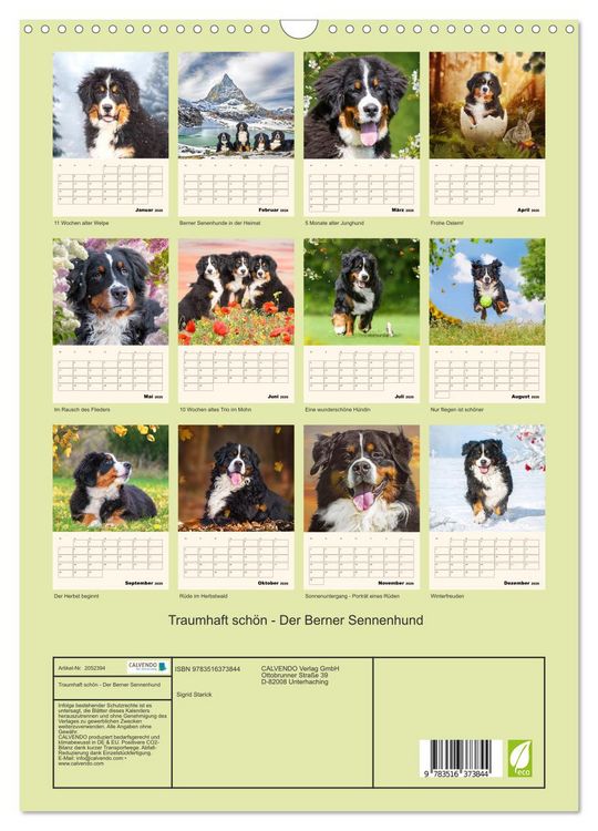 Produktbild: Traumhaft sch&ouml;n - Der Berner Sennenhund (Wandkalender 2026 DIN A3 hoch), CALVENDO Monatskalender