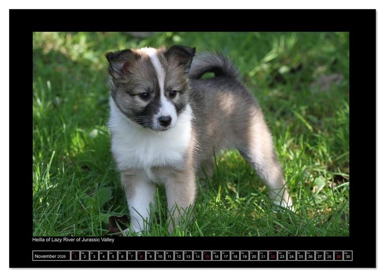 Produktbild: Islandhund - Welpen / CH-Version (Wandkalender 2026 DIN A4 quer), CALVENDO Monatskalender