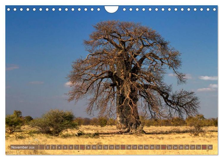 Produktbild: Afrikas B&auml;ume (Wandkalender 2026 DIN A4 quer), CALVENDO Monatskalender