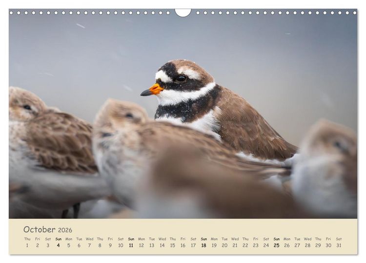 Produktbild: Wild encounters &ndash; Moments in the heart of nature (Wall Calendar 2026 DIN A3 landscape), CALVENDO 12 Month Wall Calendar