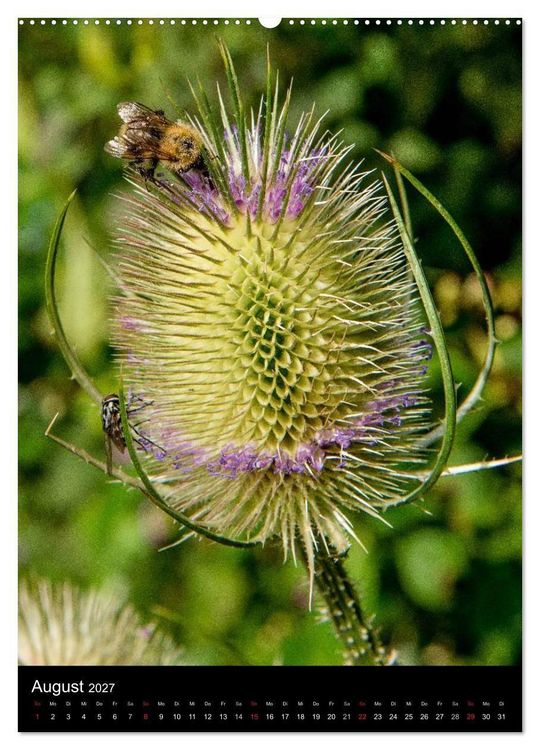 Produktbild: Bienenkalender (Wandkalender 2027 DIN A2 hoch), CALVENDO Monatskalender