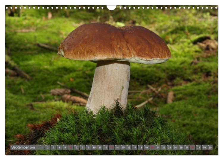 Produktbild: PILZE IM WALD (Wandkalender 2026 DIN A3 quer), CALVENDO Monatskalender