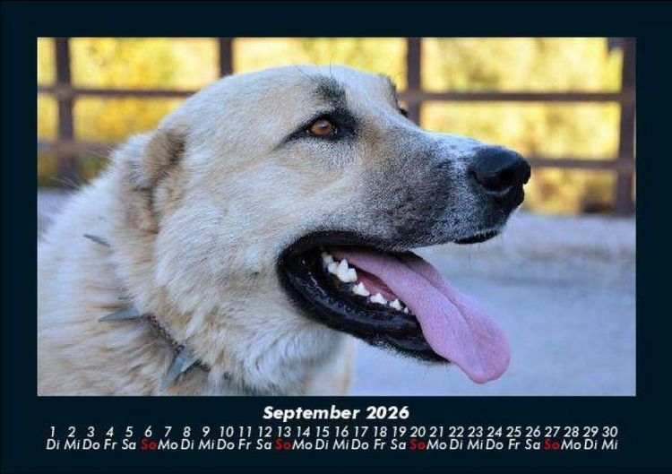Produktbild: Hundezauber 2026 Fotokalender DIN A5