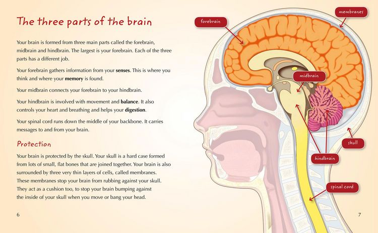Produktbild: Your Brain