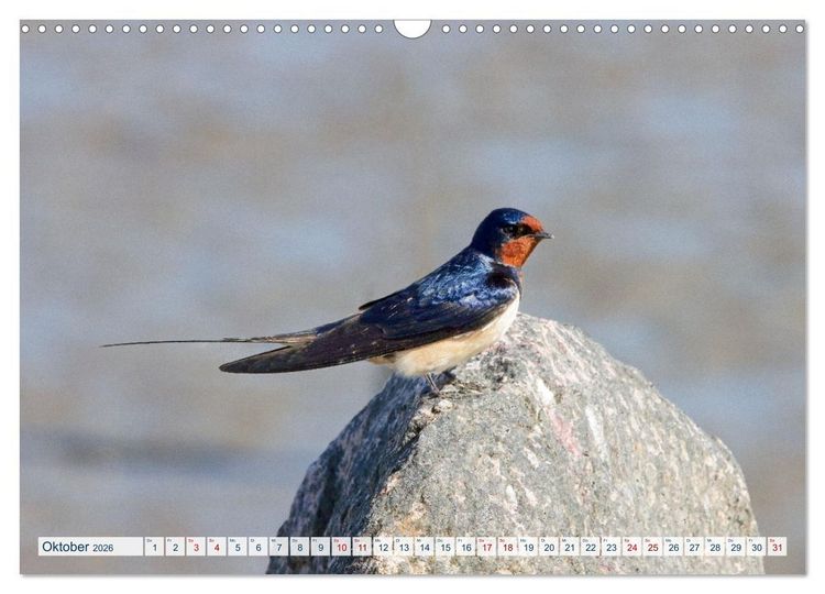 Produktbild: Rauchschwalben - Boten des Sommers (Wandkalender 2026 DIN A3 quer), CALVENDO Monatskalender