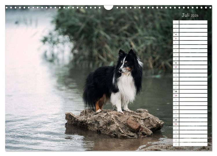 Produktbild: Shetland Sheepdogs Blacky, Anry, Mojo 2026 (Wandkalender 2026 DIN A3 quer), CALVENDO Monatskalender