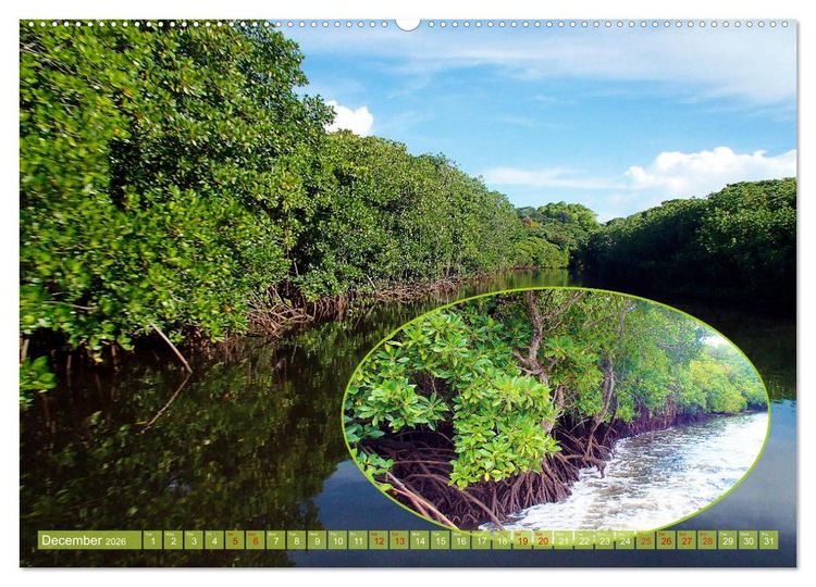 Produktbild: Mangroves - Valuable Habitat (High Quality Premium Wall Calendar 2026 DIN A2 landscape),CALVENDO 12 Month Wall Calendar