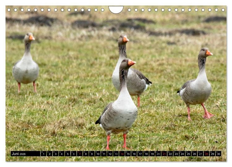 Produktbild: Gefiederte Sch&ouml;nheiten - Wildg&auml;nse in Norddeutschland (Wandkalender 2026 DIN A4 quer), CALVENDO Monatskalender