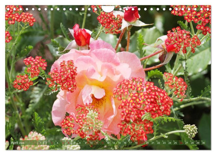 Produktbild: Verlockende Rosenpracht (Wandkalender 2026 DIN A4 quer), CALVENDO Monatskalender