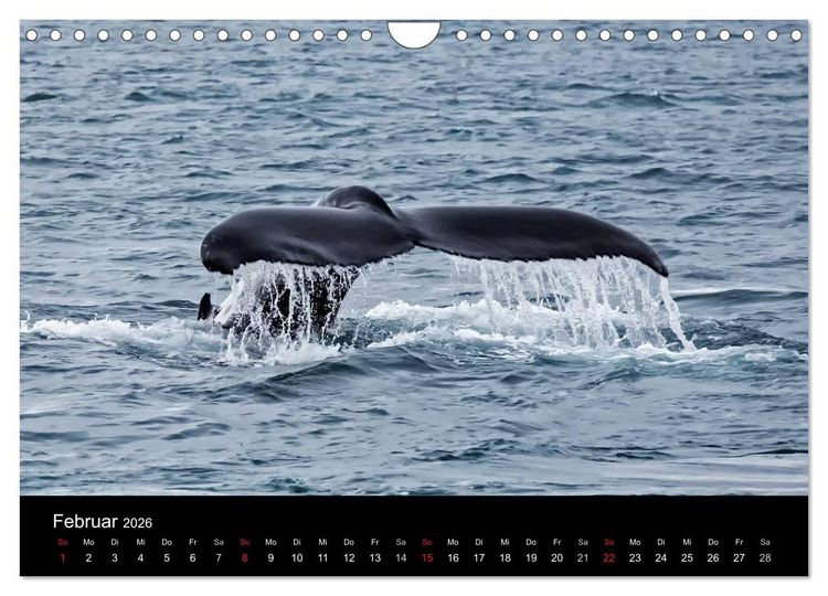 Produktbild: TRAUMZIEL ARKTIS, Impressionen vom Rand der Welt (Wandkalender 2026 DIN A4 quer), CALVENDO Monatskalender
